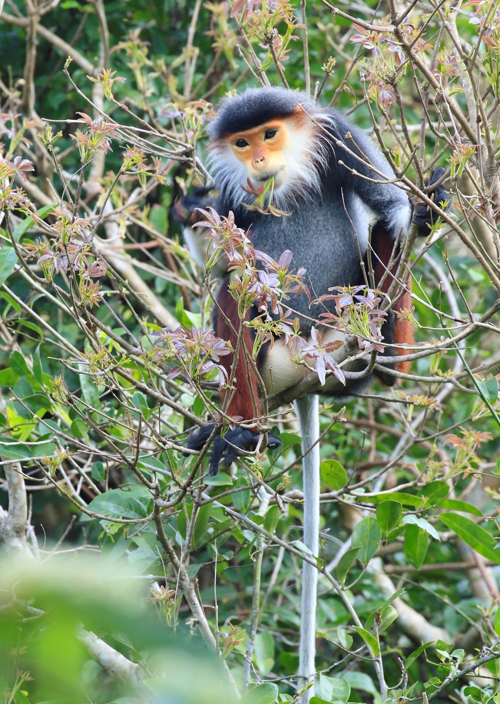Truy quét bẫy săn trái phép tại bán đảo Sơn Trà - ảnh 4
