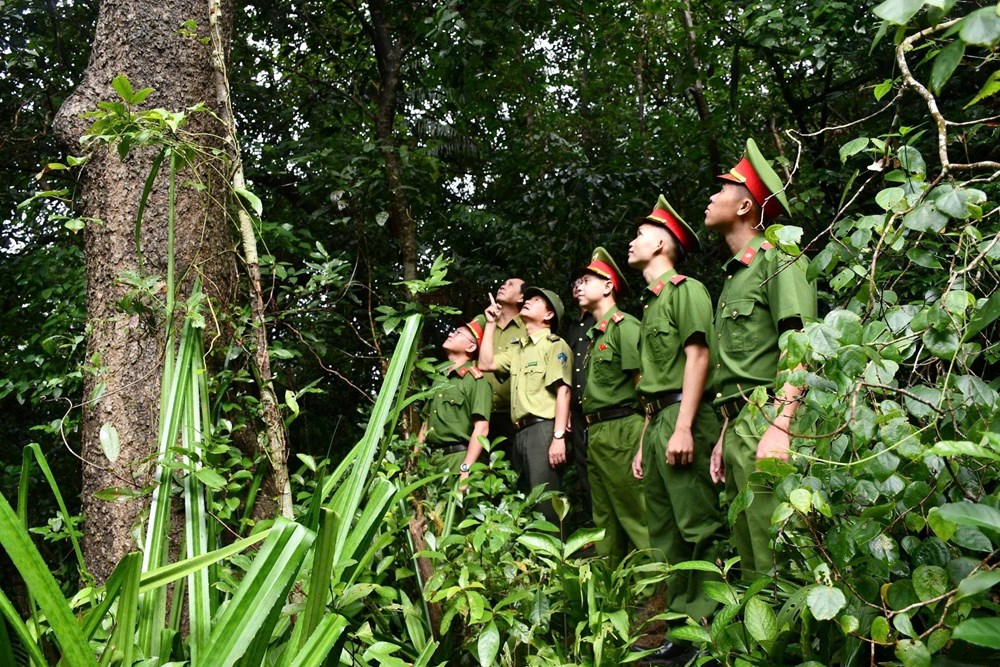Truy quét bẫy săn trái phép tại bán đảo Sơn Trà - ảnh 2