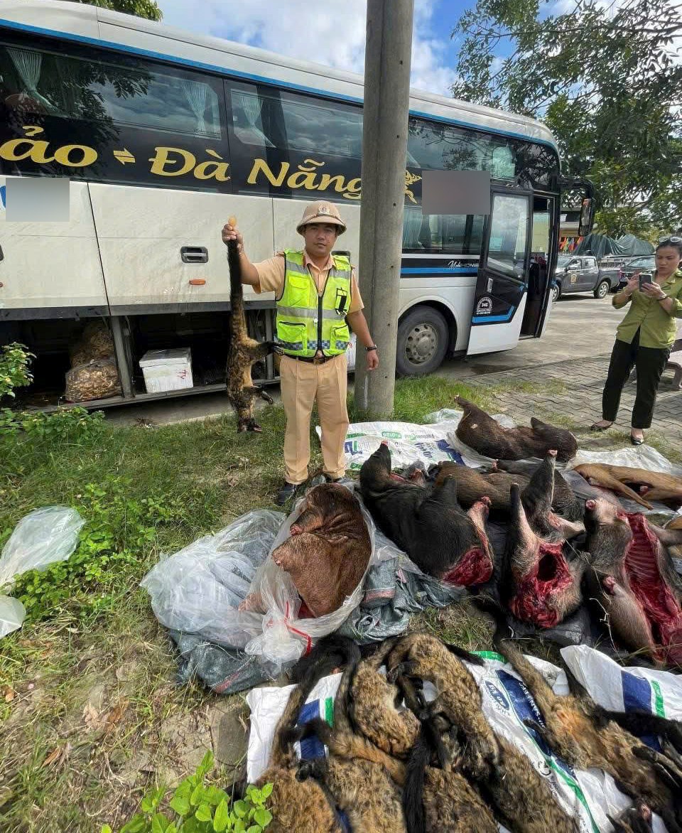 CSGT Đà Nẵng phát hiện xe khách vận chuyển lượng lớn thịt nghi động vật hoang dã - ảnh 1