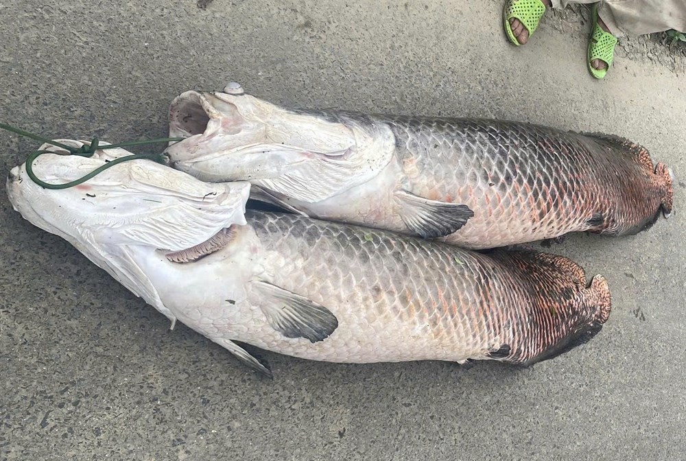 Phát hiện cá nghi hải tượng long chết nổi tại hồ Trước Đông - ảnh 2