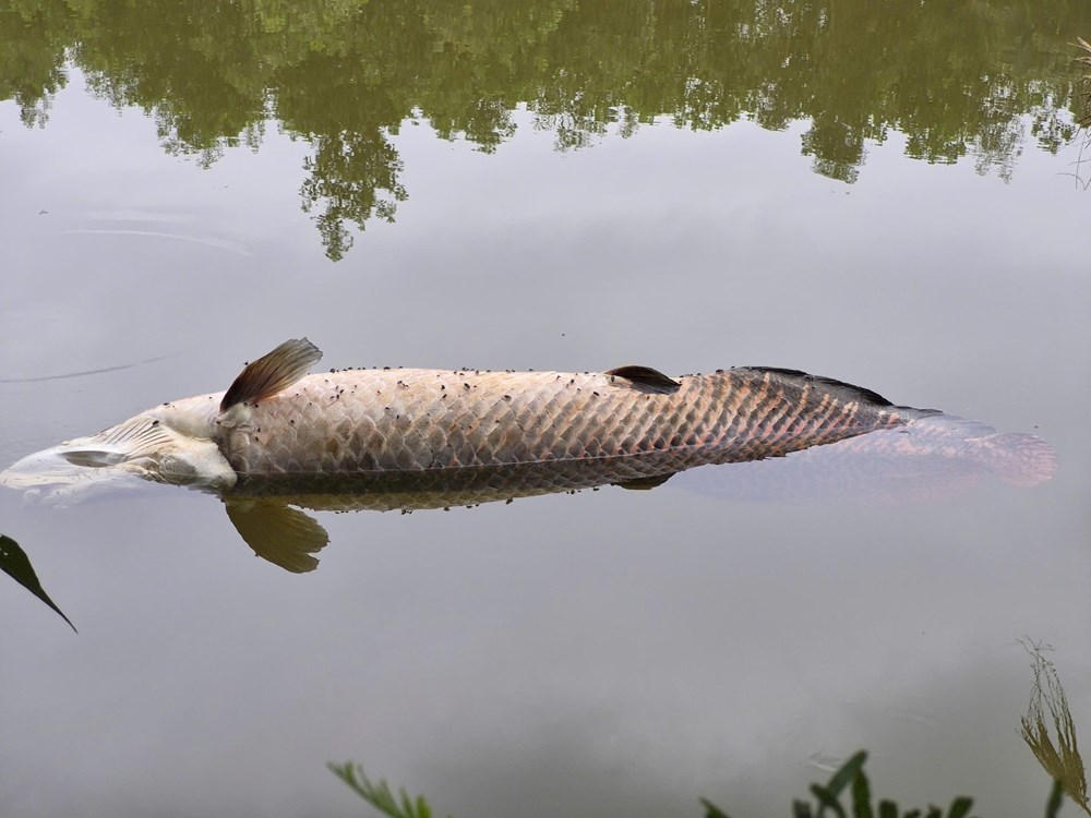 Phát hiện cá nghi hải tượng long chết nổi tại hồ Trước Đông - ảnh 1