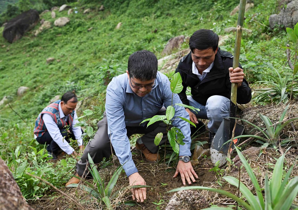 Chung tay trồng rừng bản địa gắn với du lịch sinh thái tại Đà Nẵng - ảnh 2