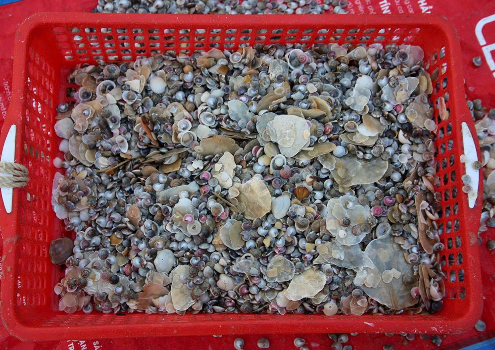 Nghề “đi giật lùi” mưu sinh mùa giáp Tết trên biển Đà Nẵng - ảnh 6