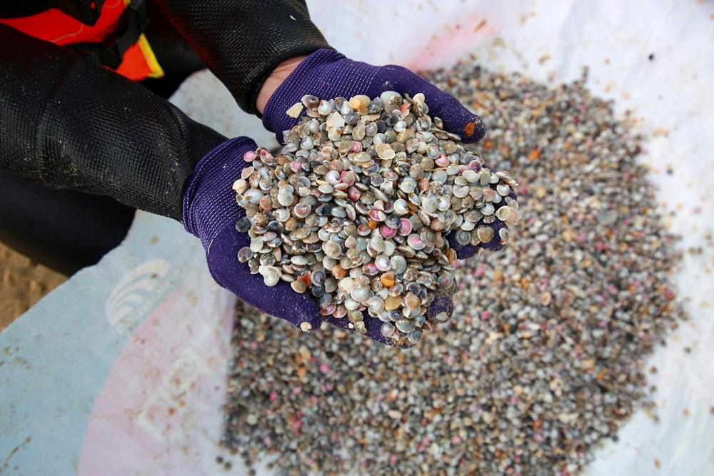 Nghề “đi giật lùi” mưu sinh mùa giáp Tết trên biển Đà Nẵng - ảnh 4