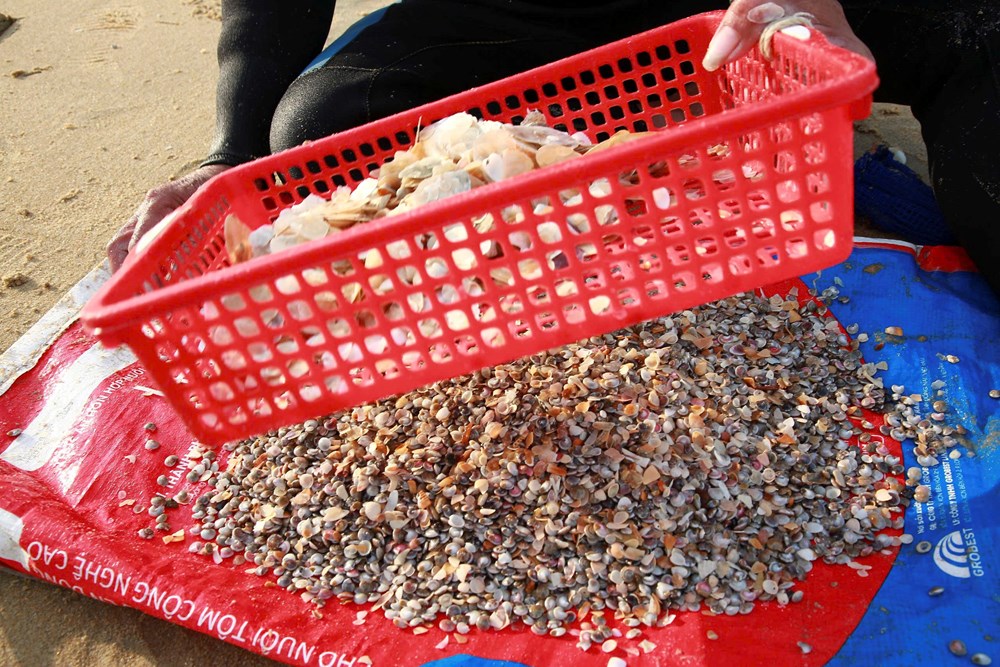 Nghề “đi giật lùi” mưu sinh mùa giáp Tết trên biển Đà Nẵng - ảnh 9