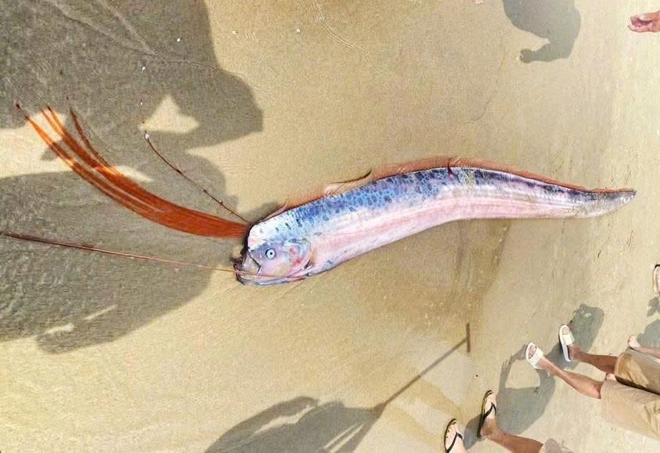 Cá hố rồng dài gần 2m dạt vào bờ biển Đà Nẵng - ảnh 1