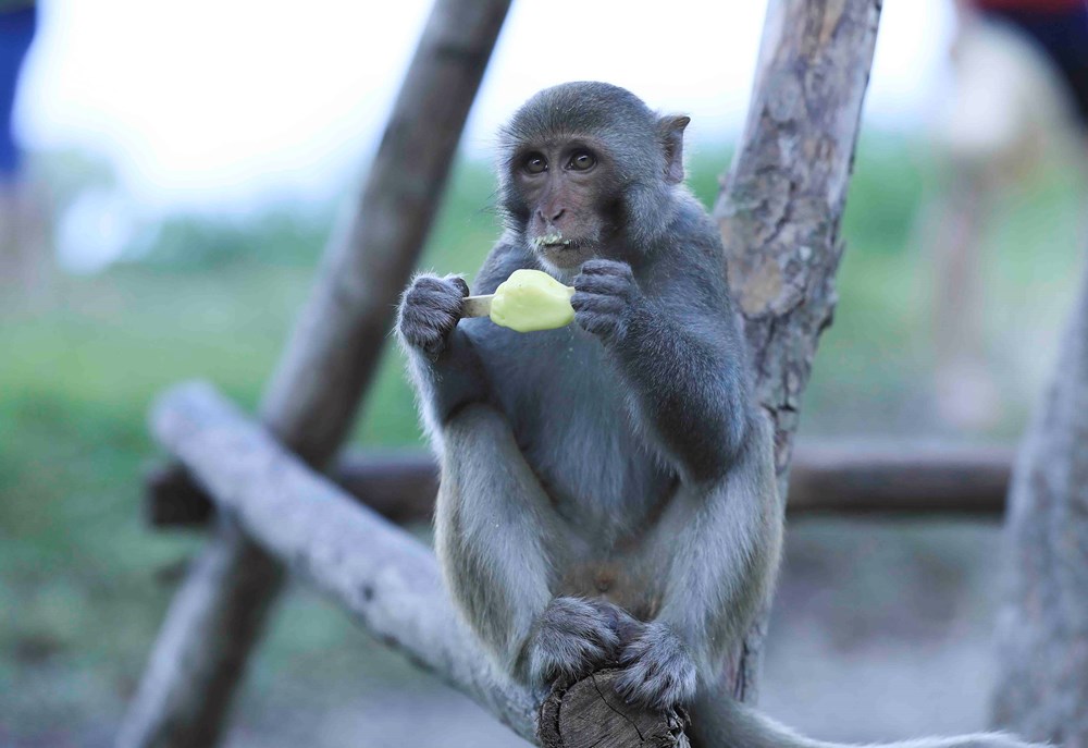Ngăn chặn tình trạng cho khỉ ăn, xả rác tại Sơn Trà - ảnh 1