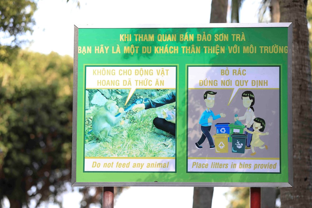 Ngăn chặn tình trạng cho khỉ ăn, xả rác tại Sơn Trà - ảnh 2