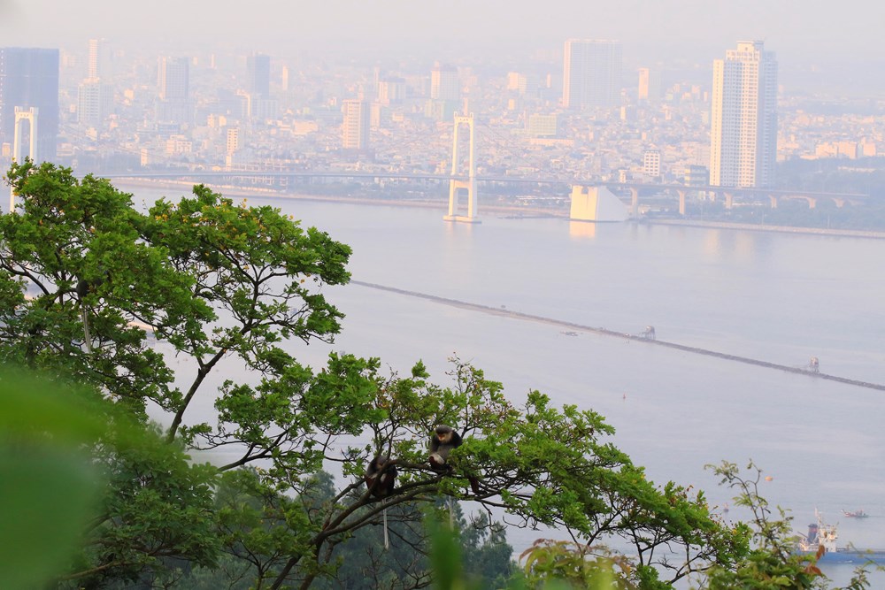 Đà Nẵng hướng tới “Origin Hub” châu Á: Điểm đến của hành trình chữa lành - ảnh 1