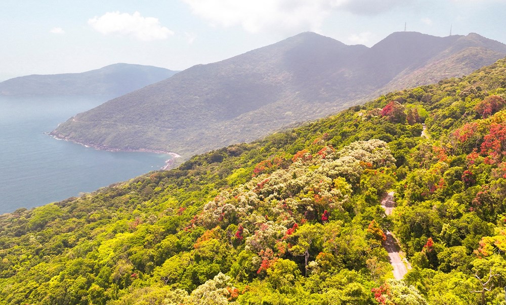 Khuyến cáo không tham gia tour trekking trái phép tại Sơn Trà - ảnh 1