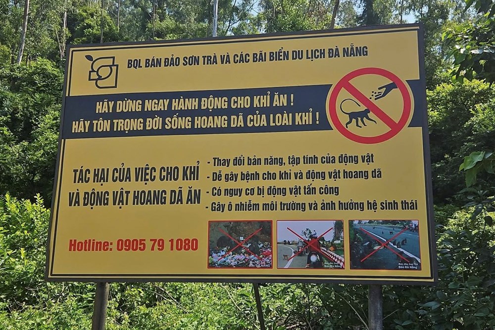Nghiêm cấm cho động vật hoang dã ăn tại bán đảo Sơn Trà - ảnh 4