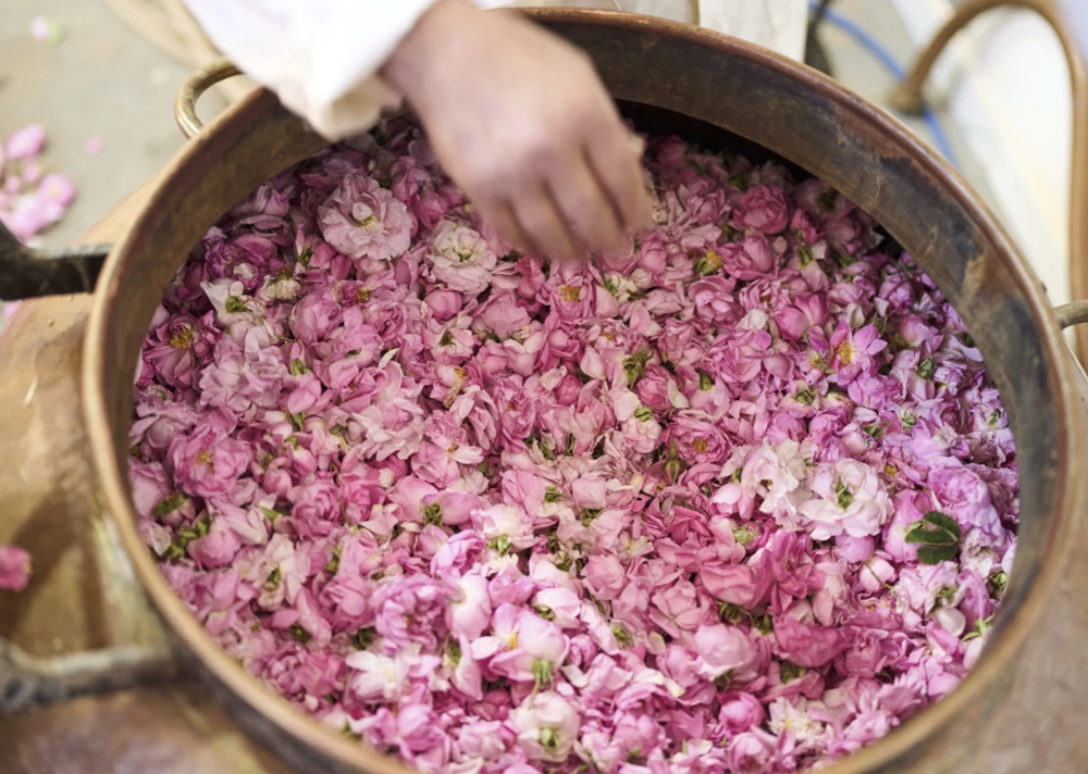 Maroc đốn tim du khách bởi hương thơm của những cánh đồng hoa hồng - ảnh 1