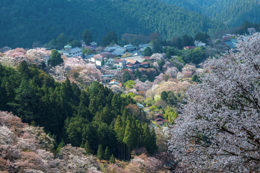 Văn hoá đặc sắc tạo nên sức hút bền bỉ cho thành phố Nara (Nhật Bản) - ảnh 2