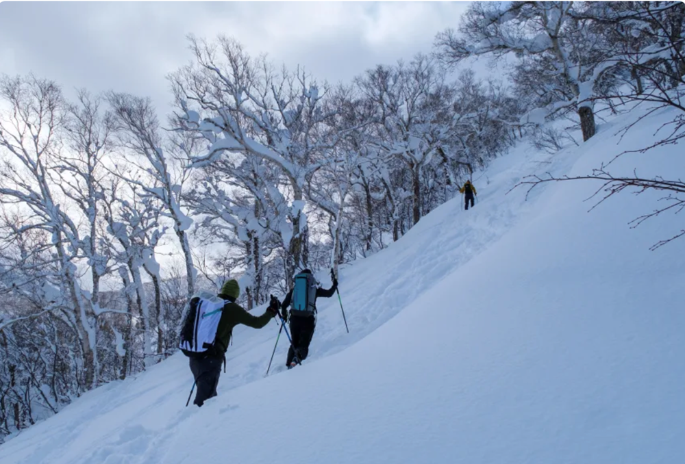 Thiên đường tuyết Nhật Bản thu hút khách du lịch - ảnh 1