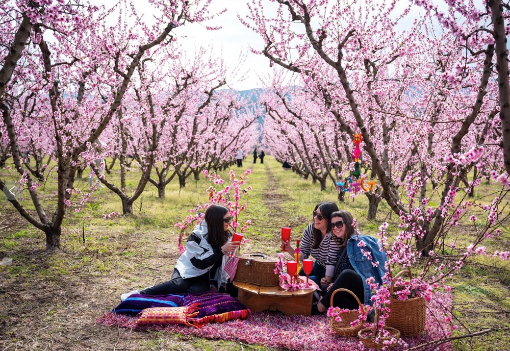 Hàng nghìn du khách đổ về chiêm ngưỡng hoa đào ở Hy Lạp - ảnh 1