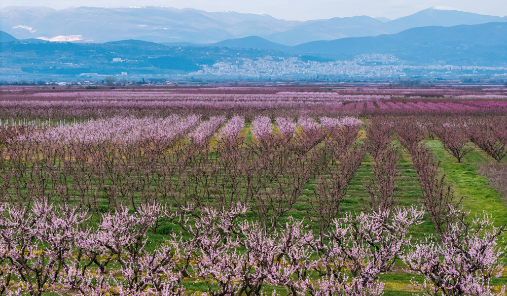 Hàng nghìn du khách đổ về chiêm ngưỡng hoa đào ở Hy Lạp - ảnh 2