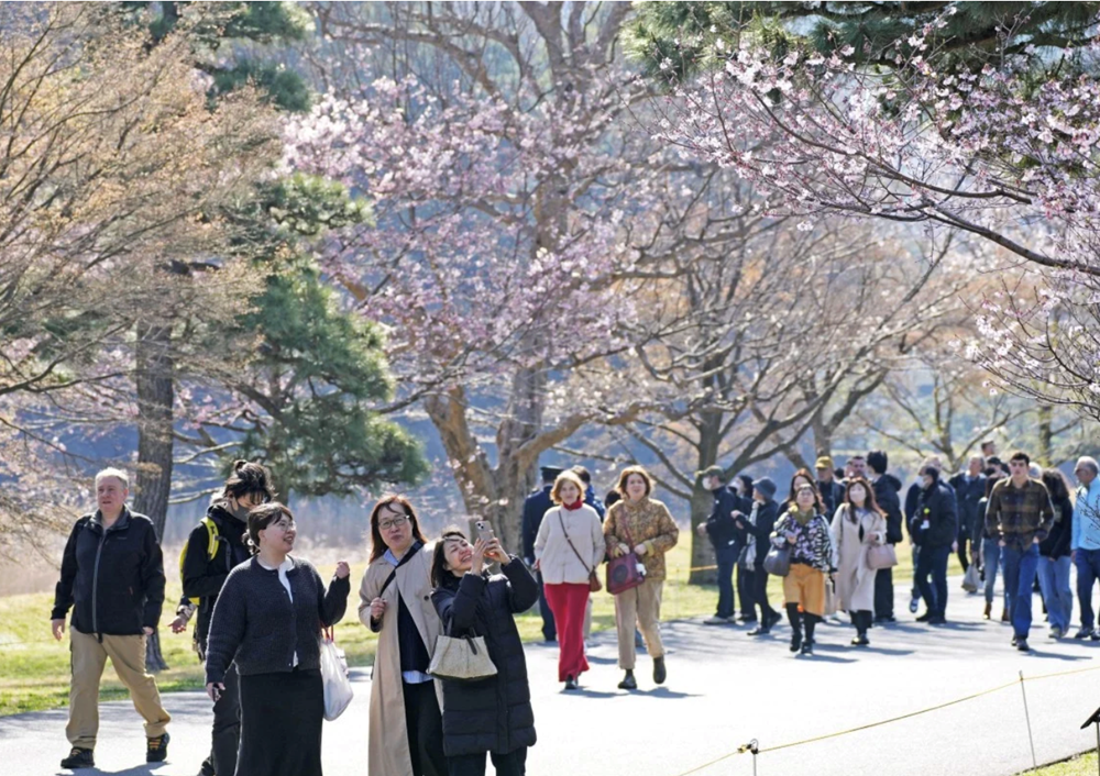 Lễ hội hoa anh đào Nhật Bản “hạ nhiệt” vì lạm phát - ảnh 1