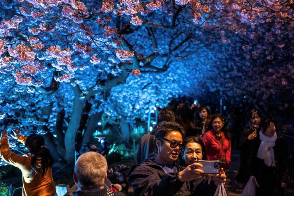 Lễ hội hoa anh đào Nhật Bản “hạ nhiệt” vì lạm phát - ảnh 2