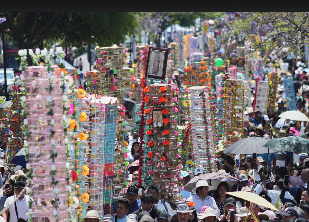 Độc đáo những “tòa tháp chim” giữa phố Mexico  - ảnh 2