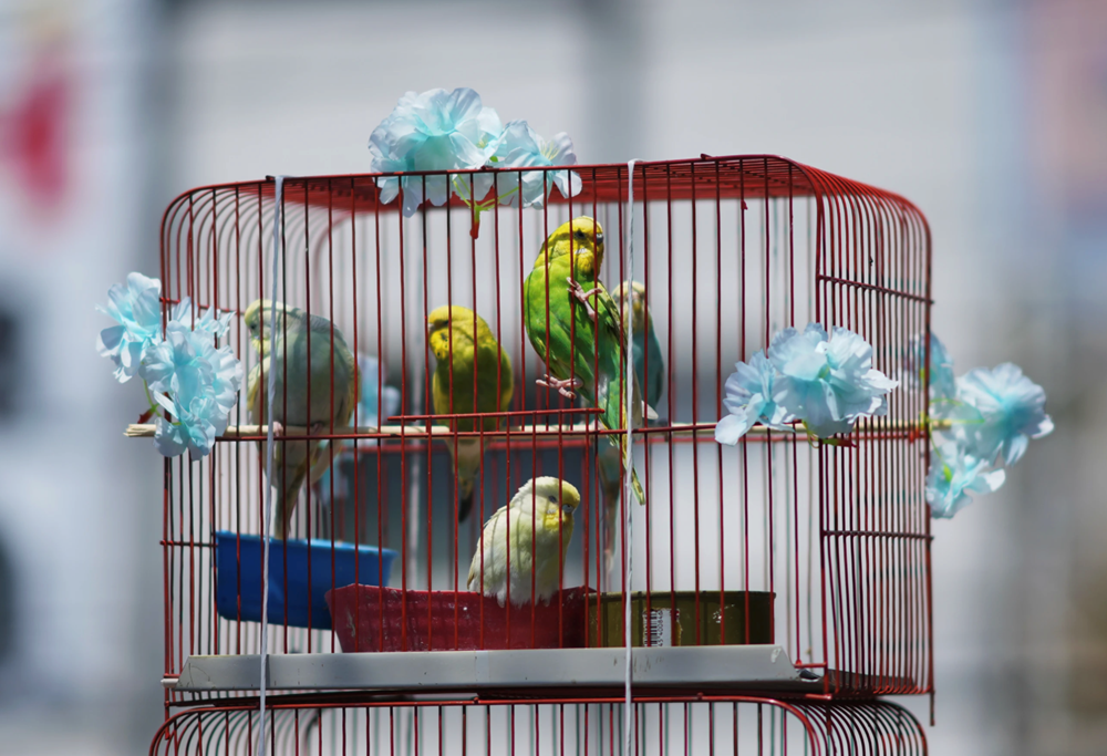 Độc đáo những “tòa tháp chim” giữa phố Mexico  - ảnh 3