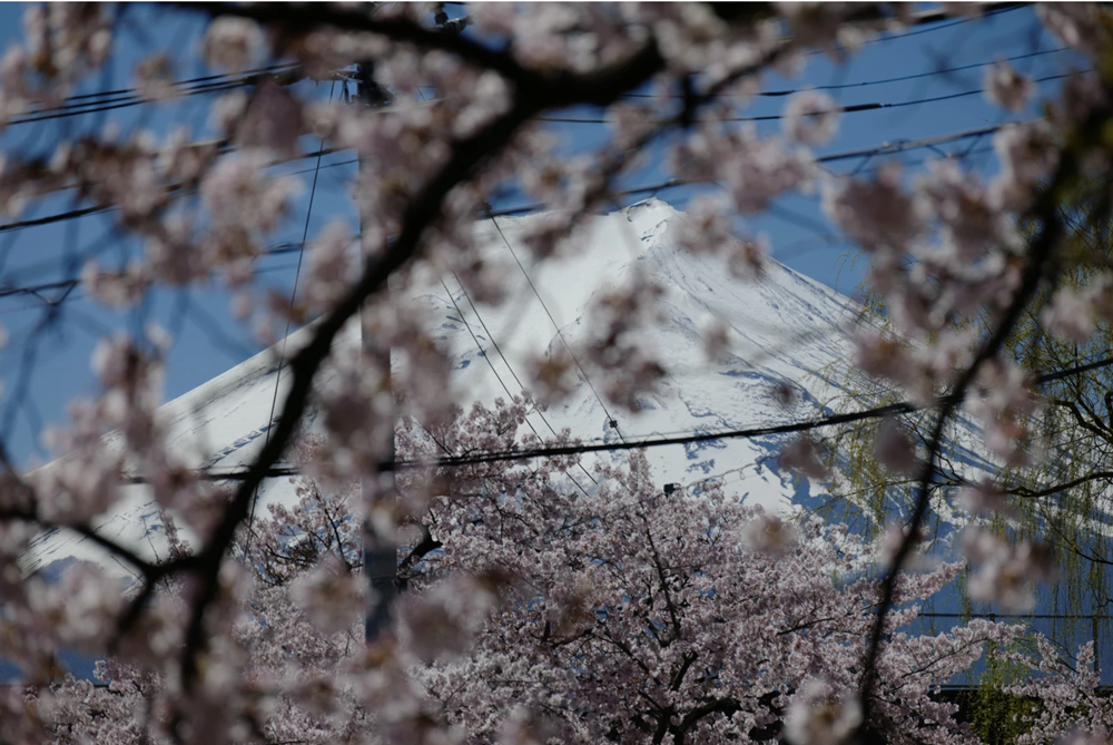 Phiền toái mùa hoa anh đào Nhật Bản - ảnh 2