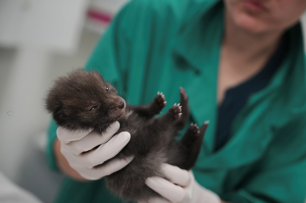  Chăm sóc không ôm ấp: Hành trình đưa động vật hoang dã về tự nhiên - ảnh 1