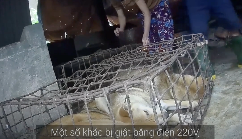 “Đường đến lò mổ” – Hành trình đau đớn của những chú chó, mèo - ảnh 3