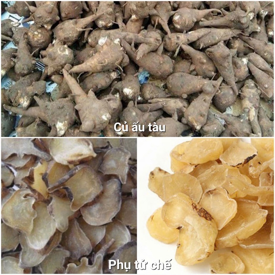 Củ ấu tầu chứa chất aconitin - thuốc độc bảng A - ảnh 1