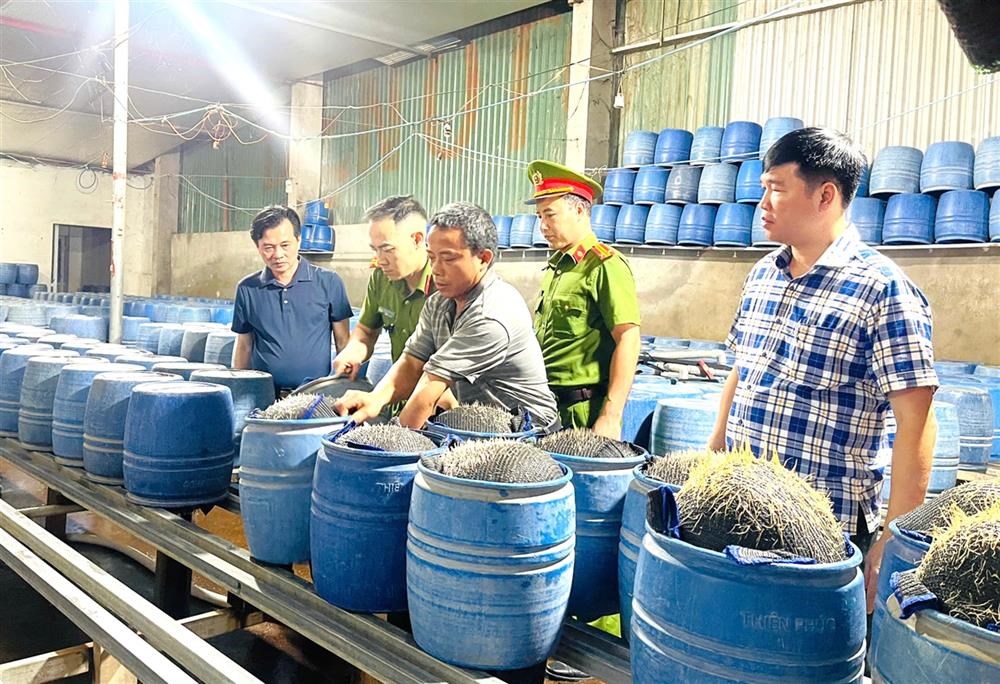 Lào Cai: Triệt phá 2 cơ sở dùng hóa chất độc hại làm giá đỗ bán ra thị trường - ảnh 1