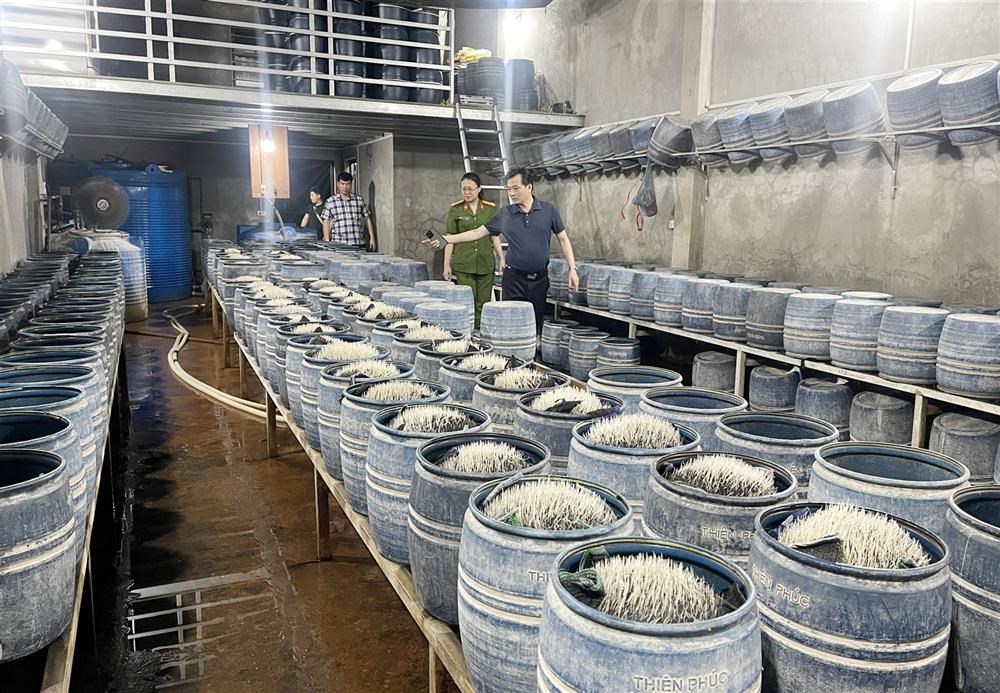 Lào Cai: Triệt phá 2 cơ sở dùng hóa chất độc hại làm giá đỗ bán ra thị trường - ảnh 3