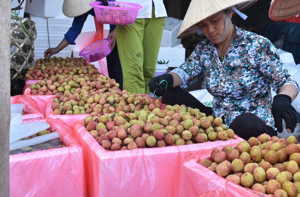 Thúc đẩy du lịch trải nghiệm miệt vườn mùa vải chín - ảnh 2