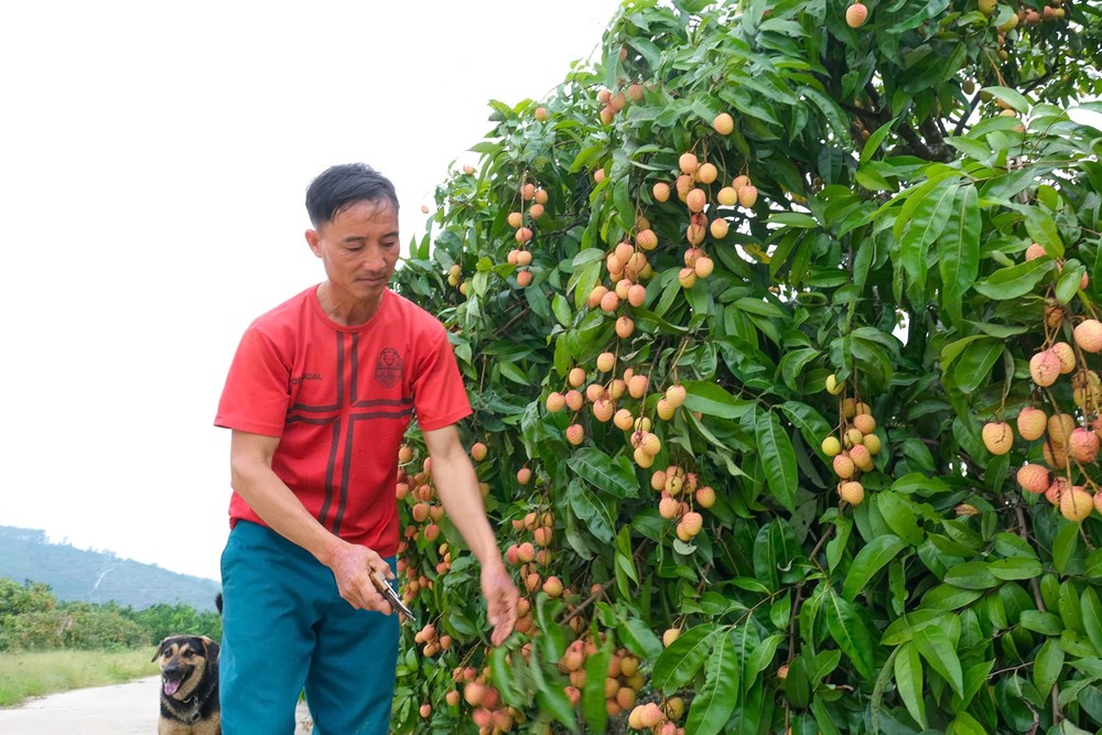 Bắc Giang đề nghị đảm bảo an toàn thực phẩm để giữ gìn thương hiệu vải thiều - ảnh 2