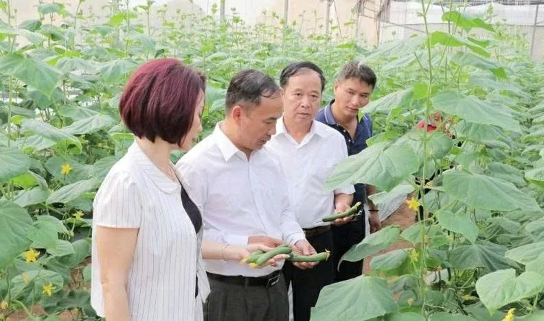 Bắc Ninh: Thúc đẩy liên kết và phát triển nông nghiệp xanh - ảnh 2