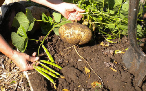 Khẩn trương điều tra, xử lý vụ nghi ngờ ngộ độc thực phẩm tại tỉnh Ninh Bình - ảnh 1