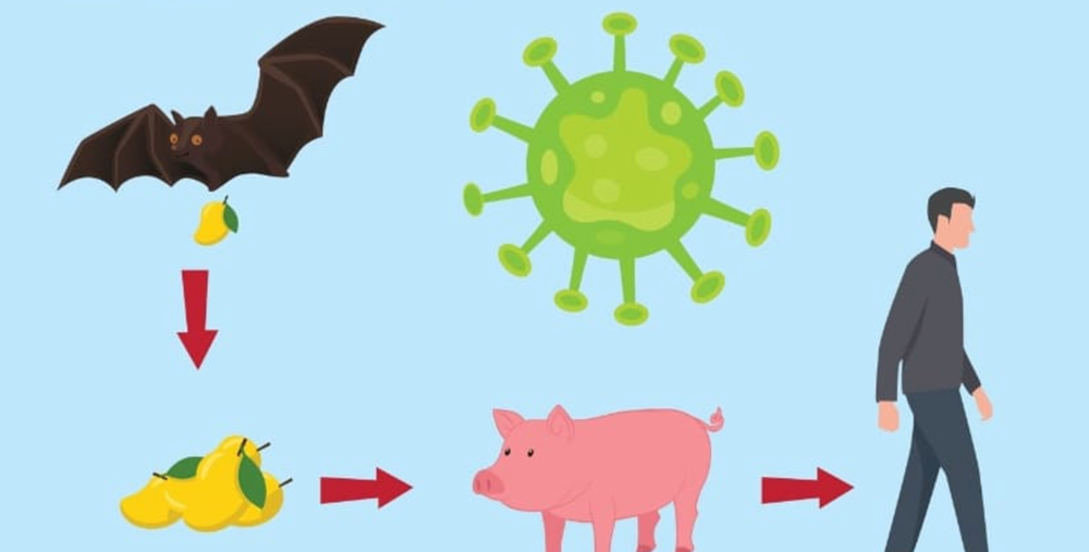 Làm thế nào để phòng lây nhiễm virus Nipah? - ảnh 2