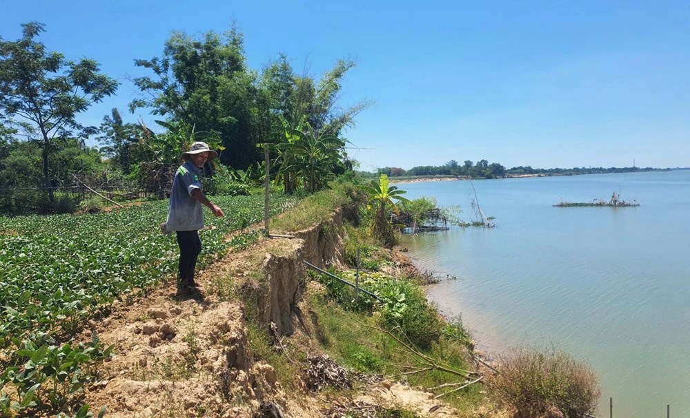 Khẩn trương khắc phục tình trạng sạt lở bờ sông Thu Bồn - ảnh 1