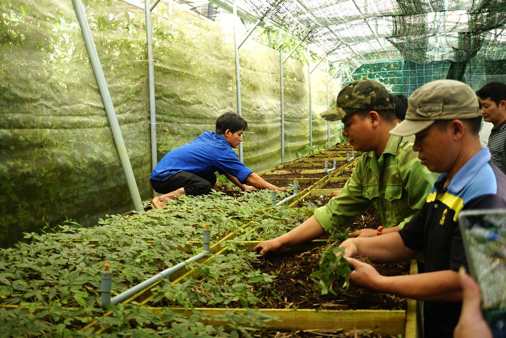 Lễ hội sâm “Ngọc Linh – Kỷ nguyên vươn mình” diễn ra vào đầu tháng 8.2025 - ảnh 5