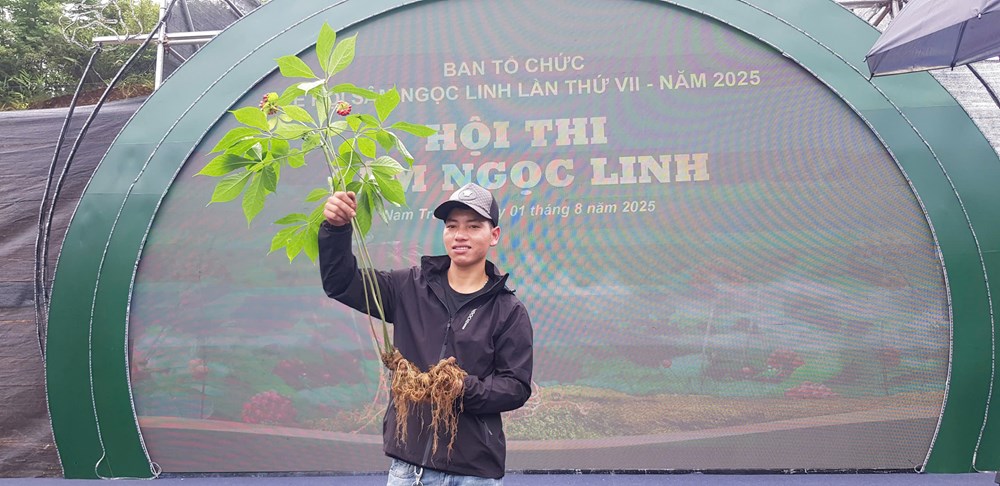 200 cây sâm “so tài” tại Hội thi sâm Ngọc Linh - ảnh 2