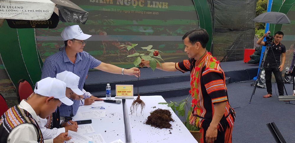 200 cây sâm “so tài” tại Hội thi sâm Ngọc Linh - ảnh 4