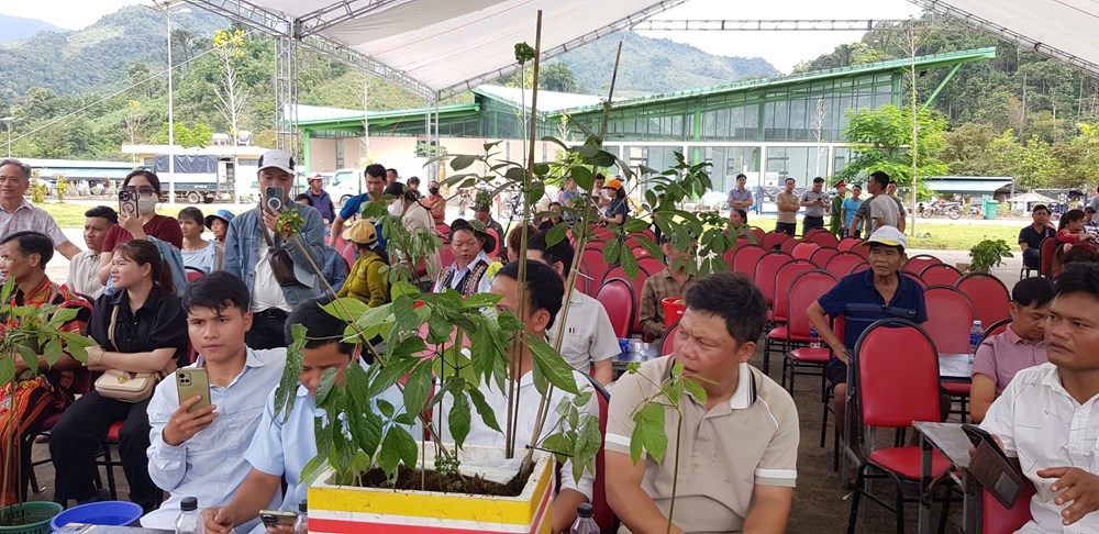 200 cây sâm “so tài” tại Hội thi sâm Ngọc Linh - ảnh 1