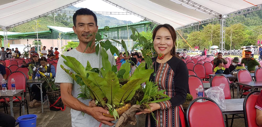 200 cây sâm “so tài” tại Hội thi sâm Ngọc Linh - ảnh 5