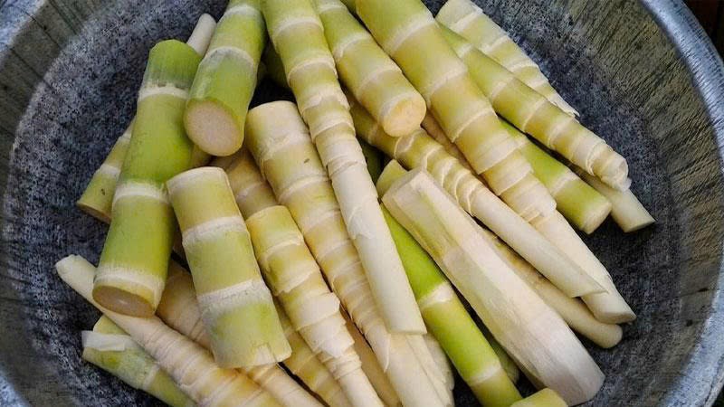 Mùa măng nứa Trà My- Quà tặng từ núi rừng - ảnh 2