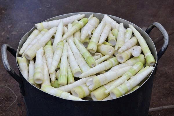 Mùa măng nứa Trà My- Quà tặng từ núi rừng - ảnh 3