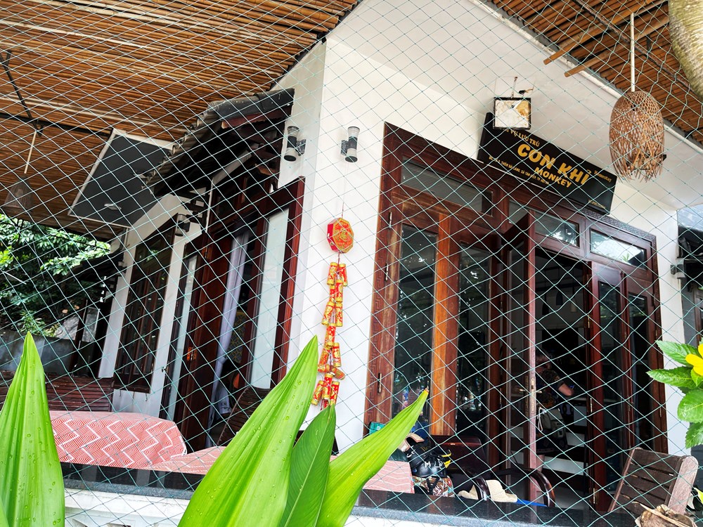 Khỉ vàng “đại náo” nhà dân ở Cù Lao Chàm - ảnh 8