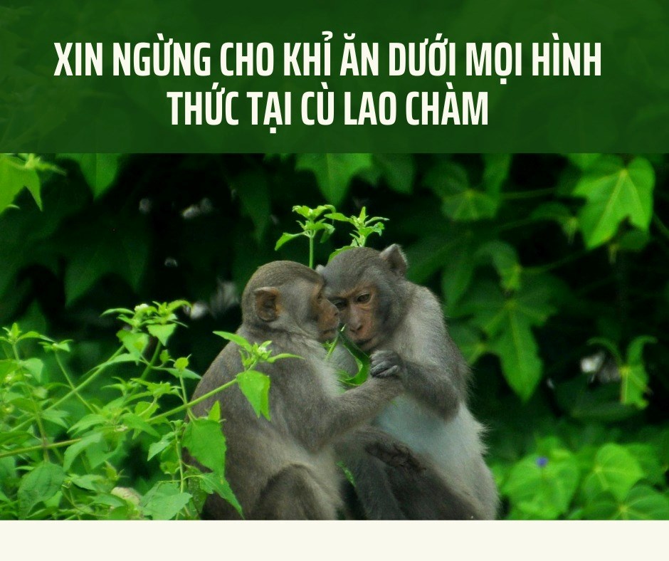 Khỉ vàng “đại náo” nhà dân ở Cù Lao Chàm - ảnh 10