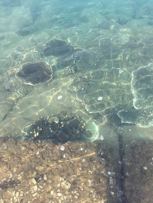 Hiệu quả mô hình đồng quản lý bảo tồn biển Cù Lao Chàm - ảnh 7