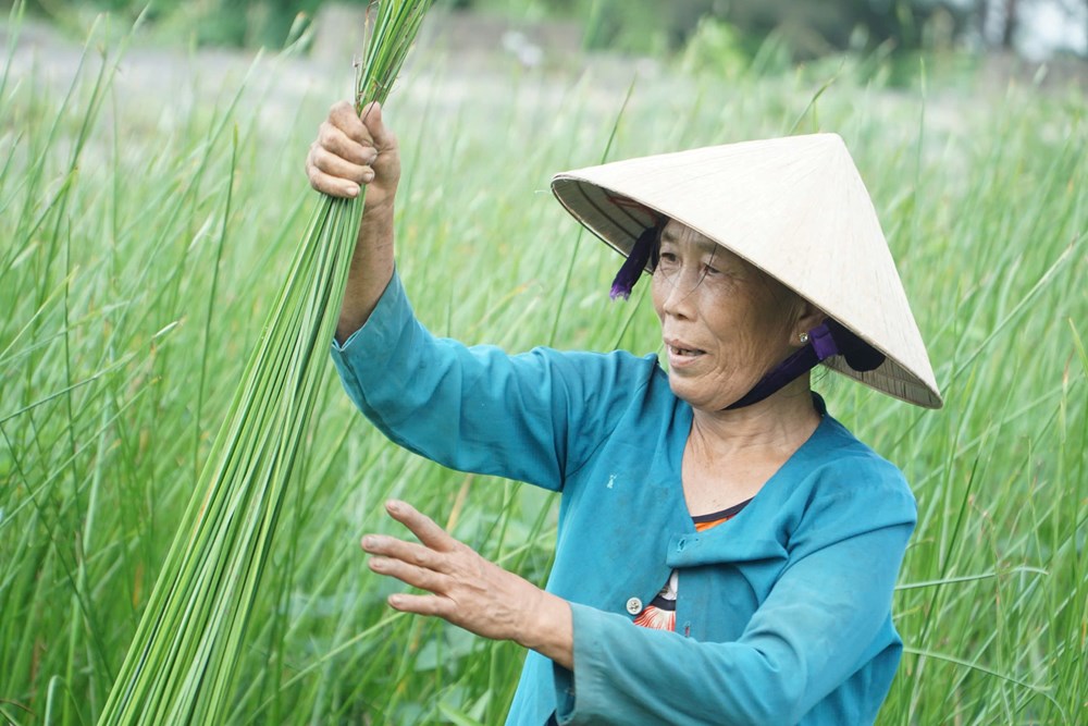 Dạo sông Thu Bồn, ngắm đồng lác xanh rì, nghe chuyện làng nghề  - ảnh 7