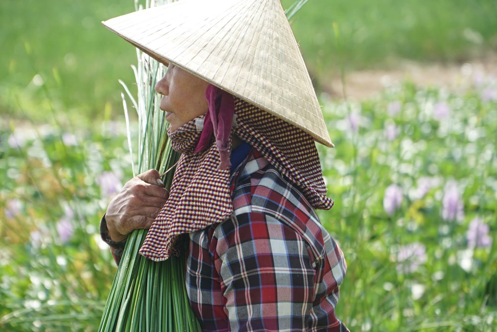 Dạo sông Thu Bồn, ngắm đồng lác xanh rì, nghe chuyện làng nghề  - ảnh 2