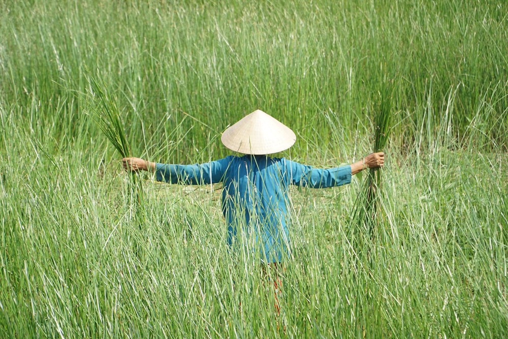 Dạo sông Thu Bồn, ngắm đồng lác xanh rì, nghe chuyện làng nghề  - ảnh 1