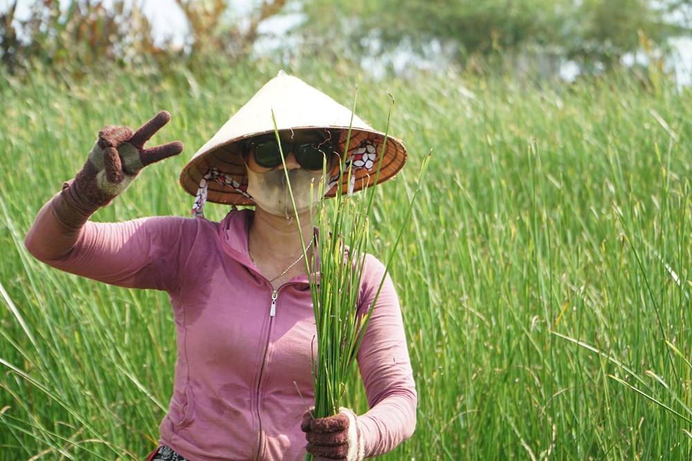 Dạo sông Thu Bồn, ngắm đồng lác xanh rì, nghe chuyện làng nghề  - ảnh 9